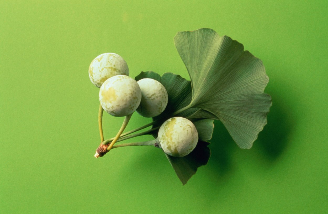 Гарбузов гинкго билоба