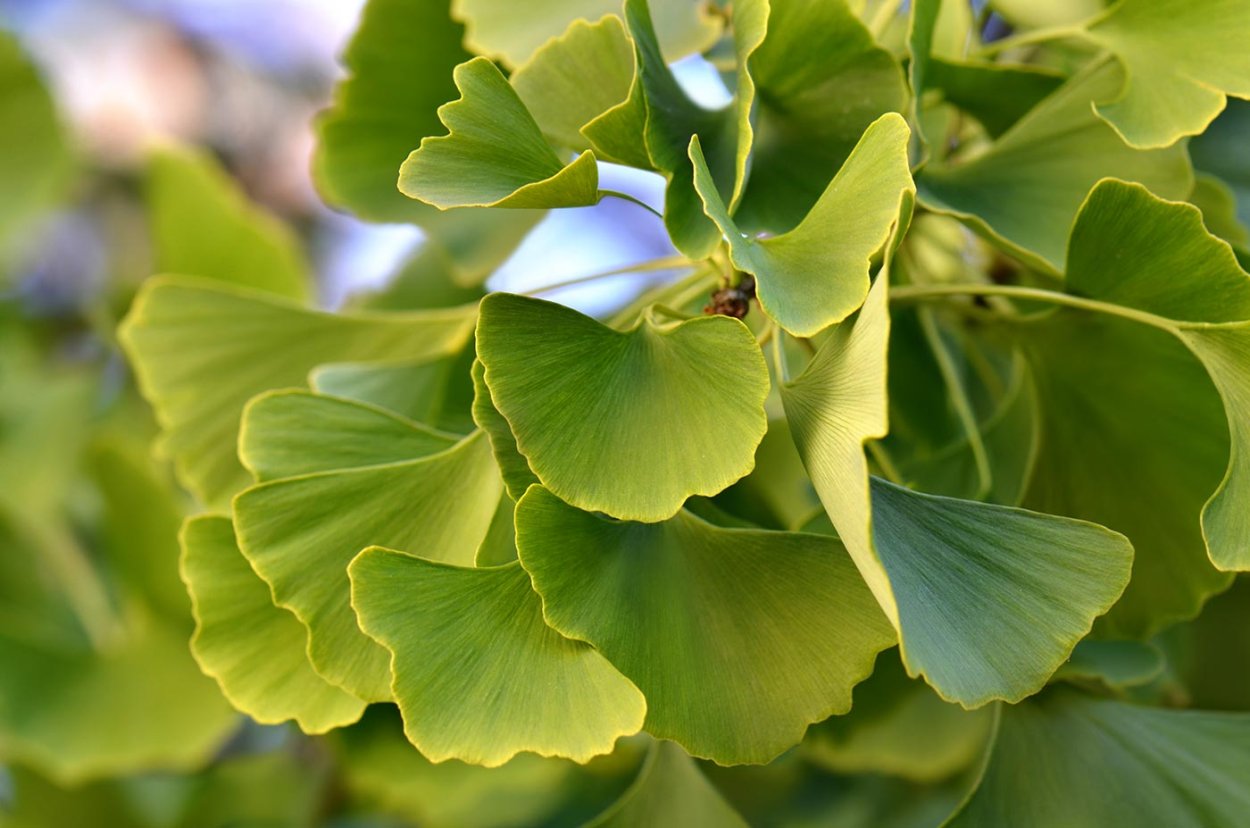 Гинкго двулопастный лист