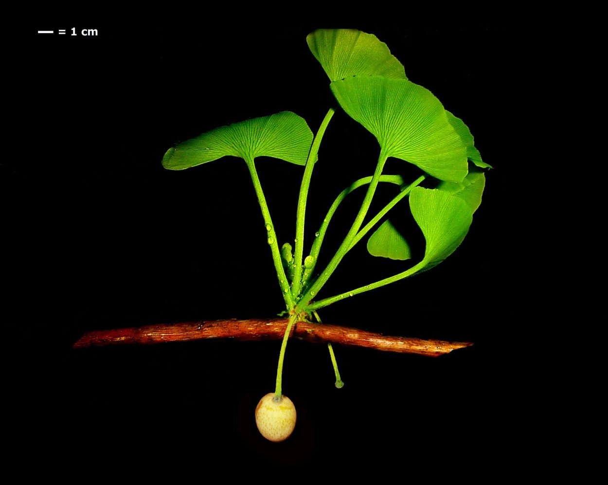 Лист дерева гинкго