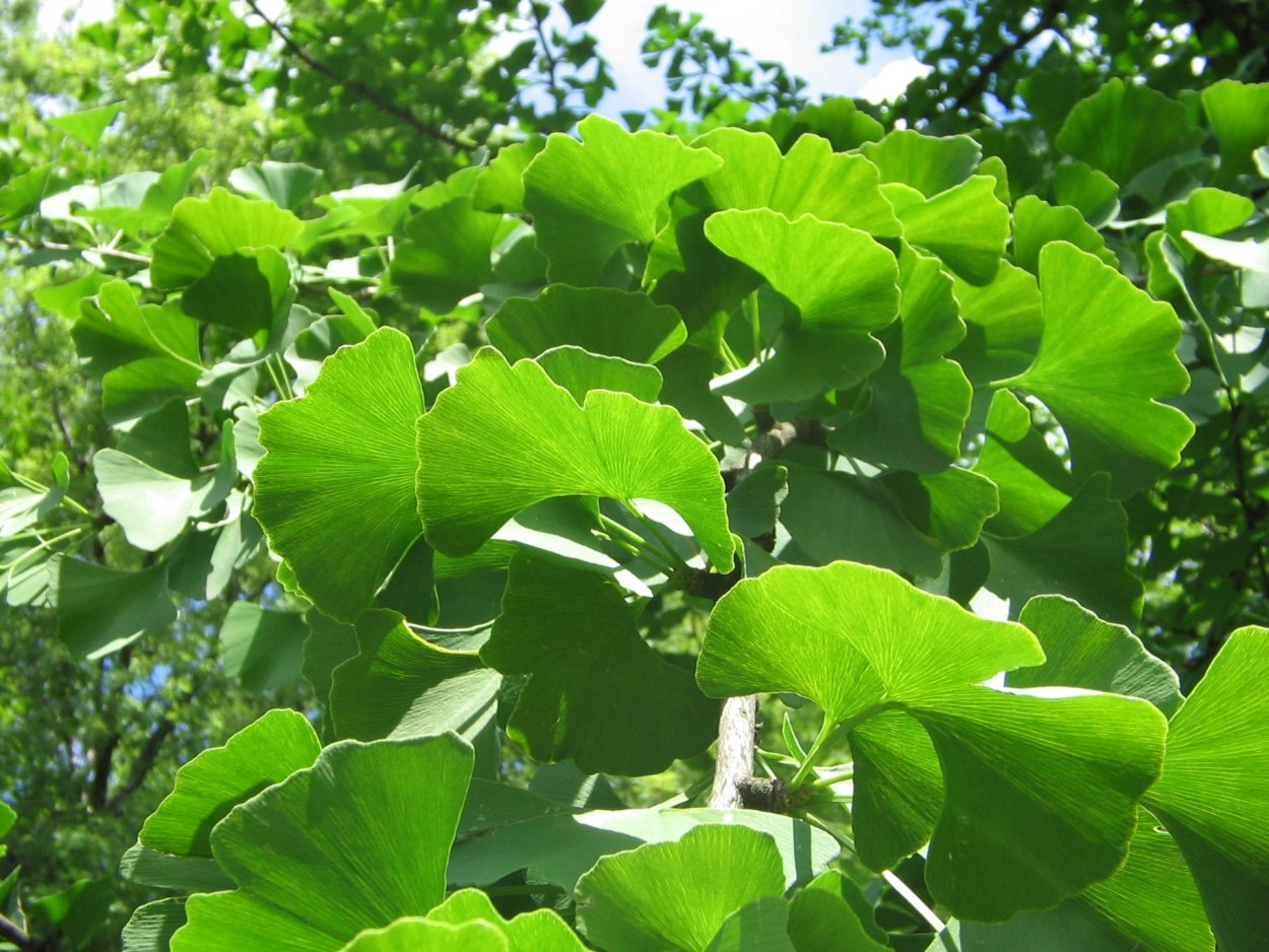 Гинкго двулопастной Вариегата