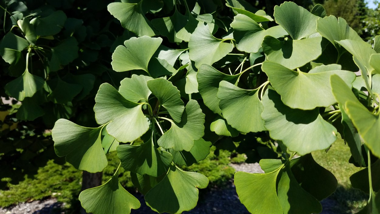 Гинкго двулопастной деревья