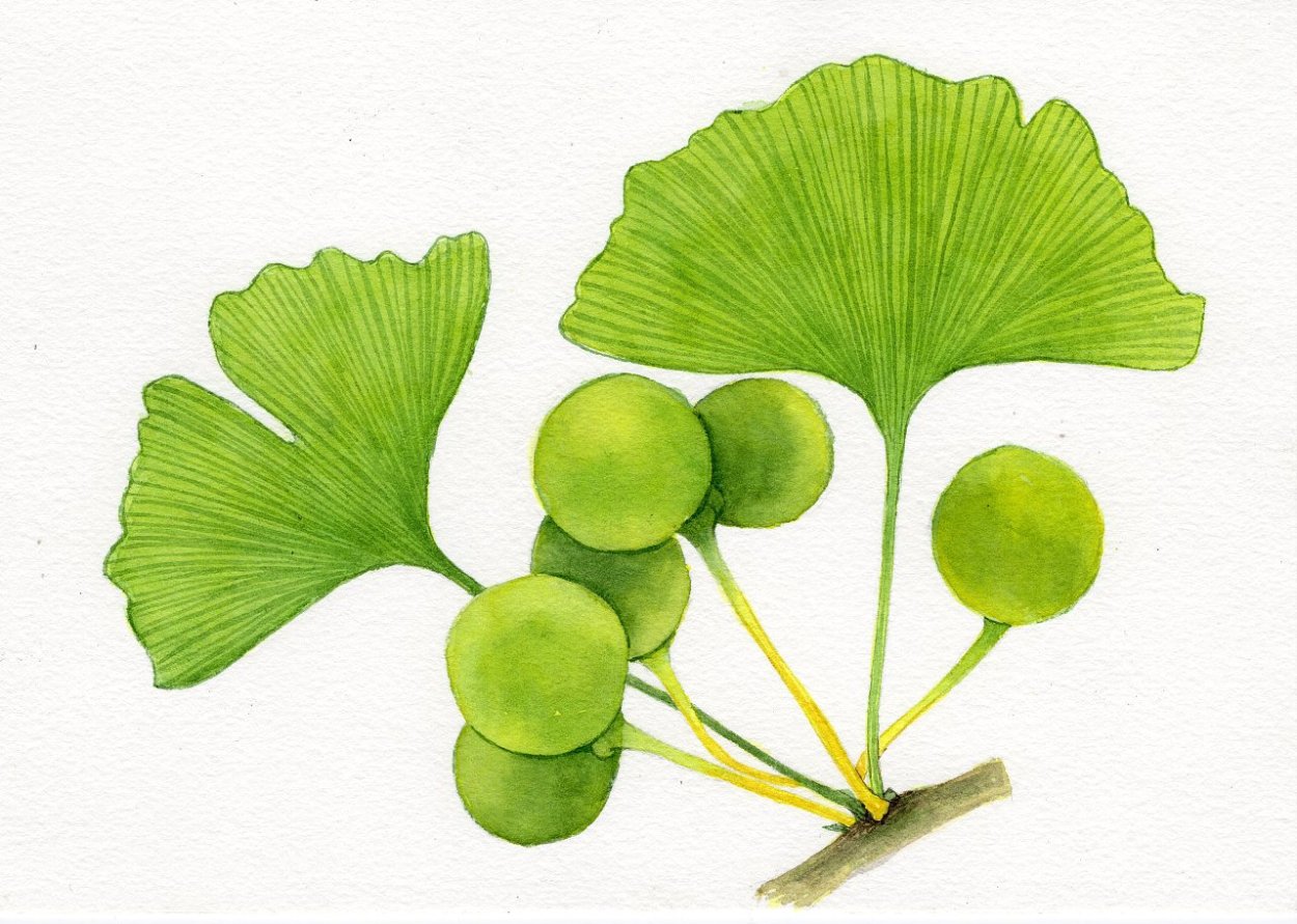 Экстракт листья гинкго билоба