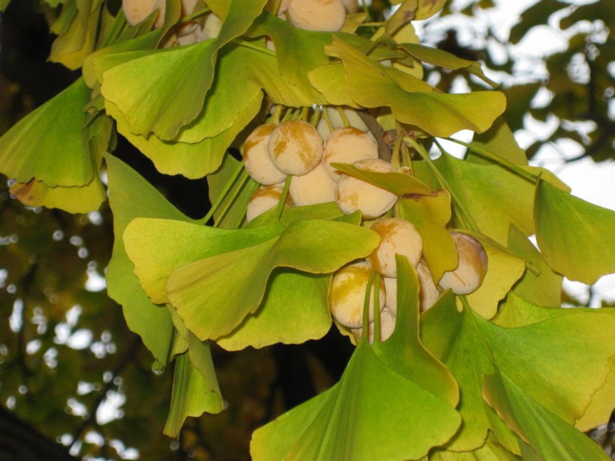 Гинкго двулопастный золотой