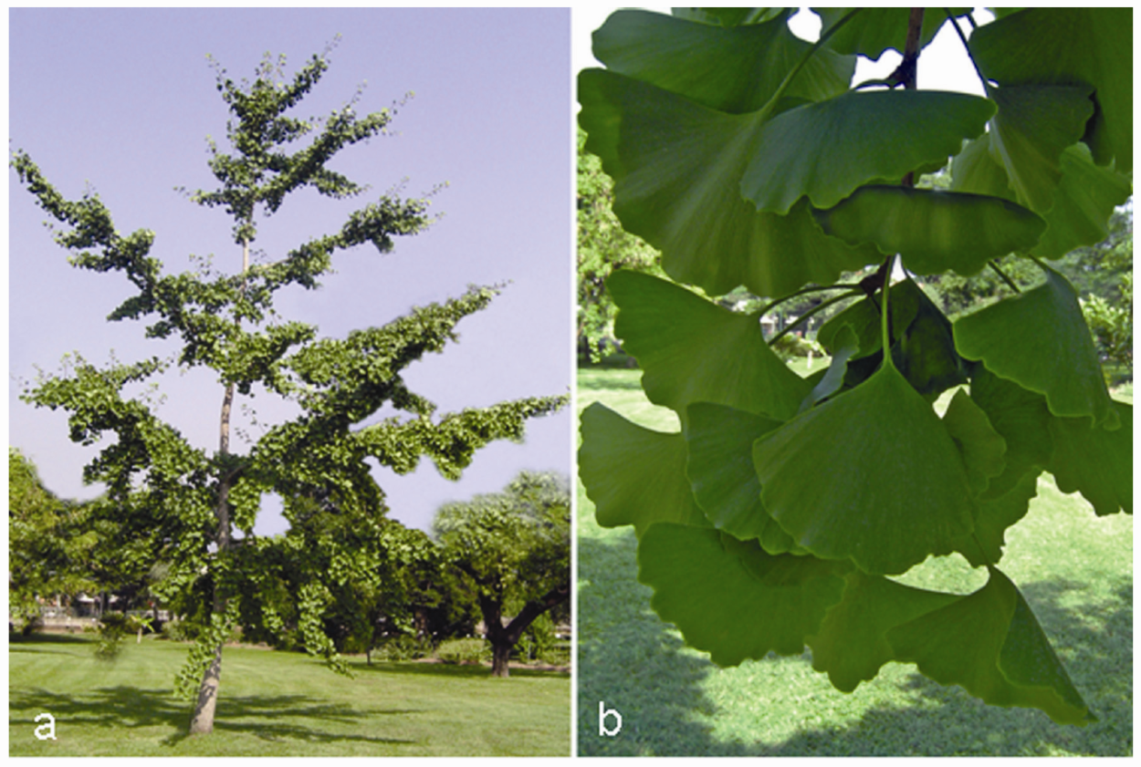 Гинкго билоба двулопастный