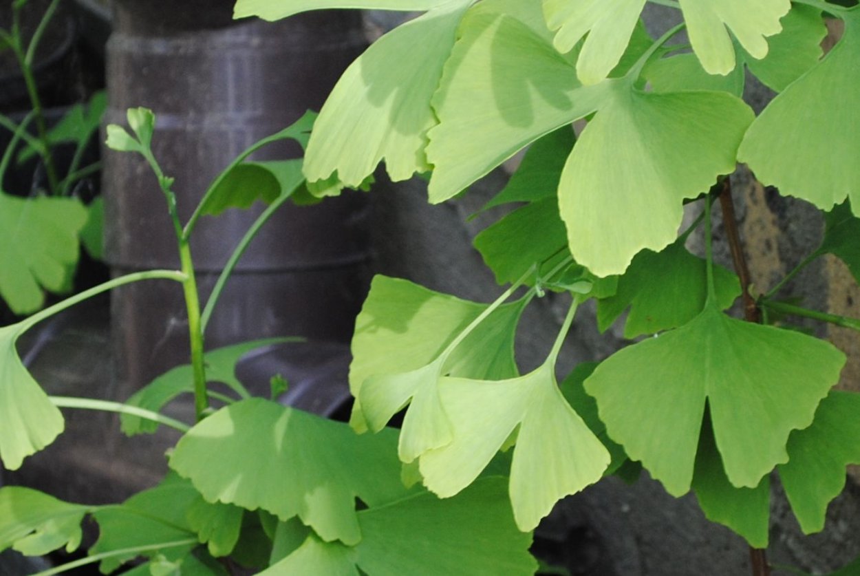 Гинкго билоба листья