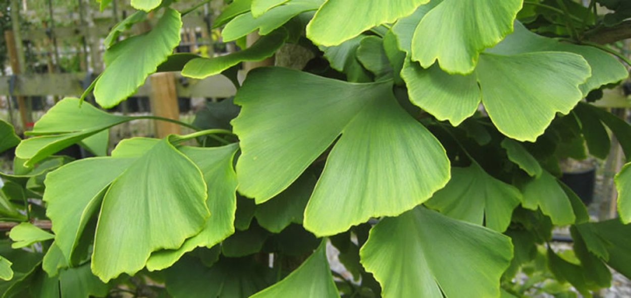Гинкго билоба дерево