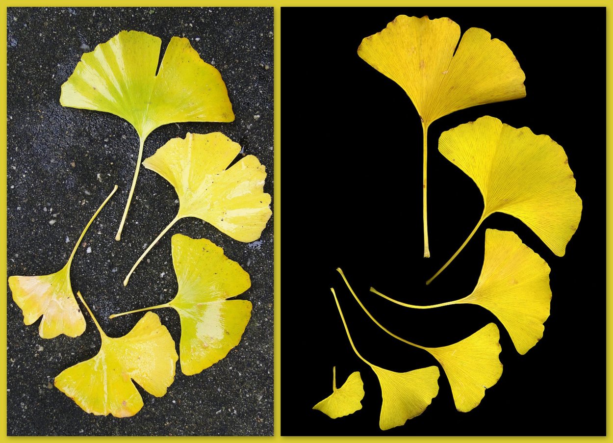 Гинкго двудопастной дерево