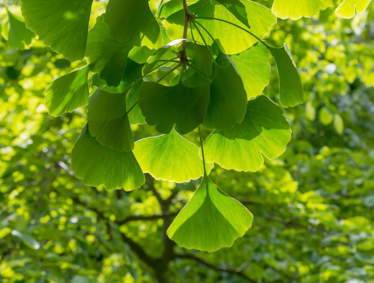 Растение гинкго двулопастный