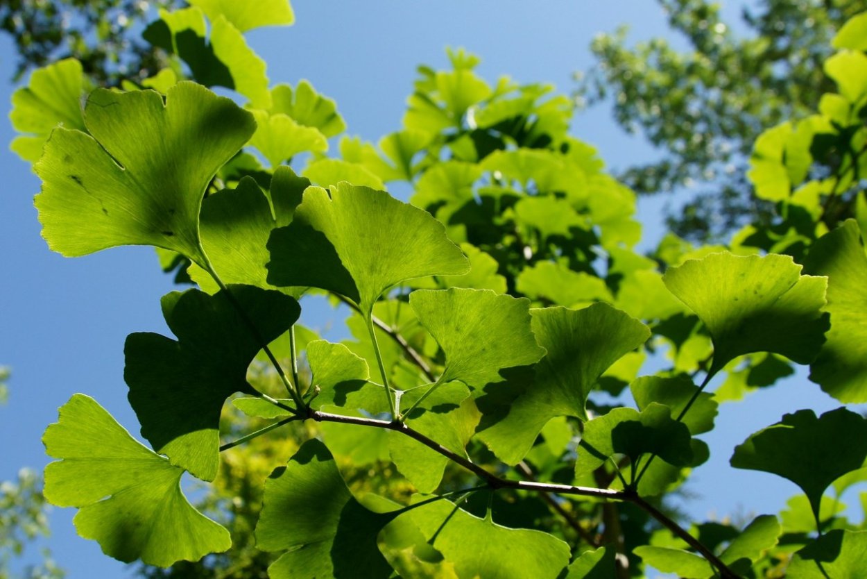 Ареал гинкго