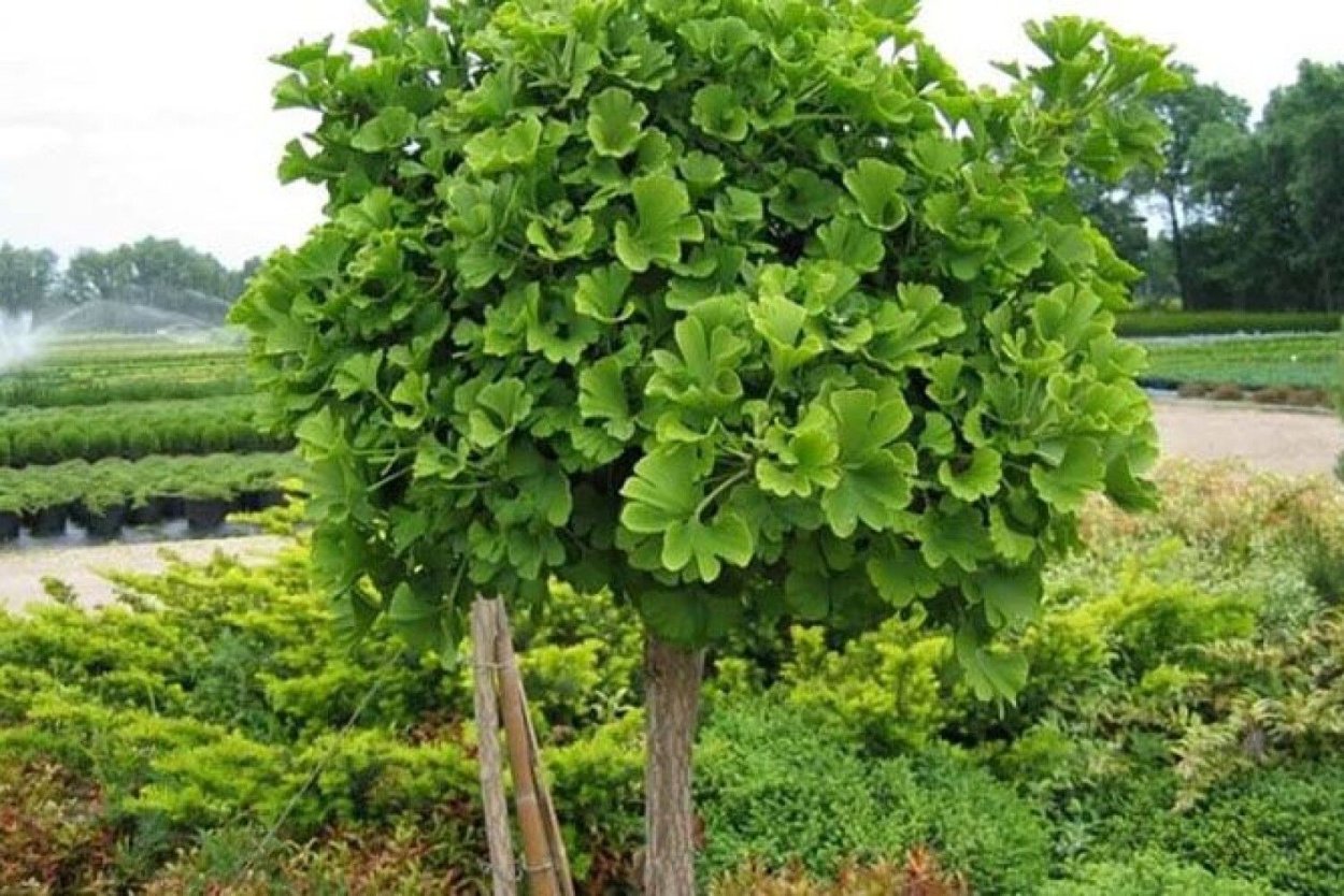 Ботаника Гинкговые