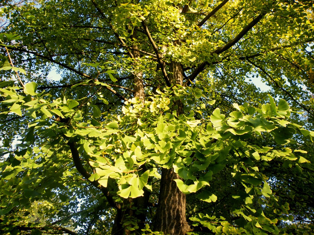 Гинкго двулопастный цветение