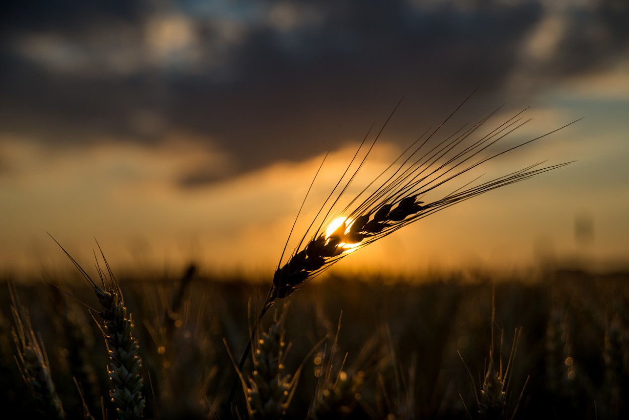 Камуфляж камыш