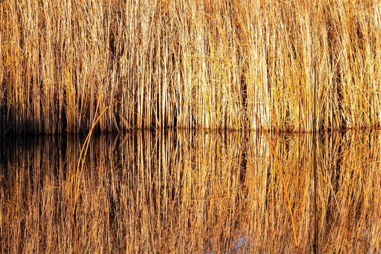 Камыш щетиновидный