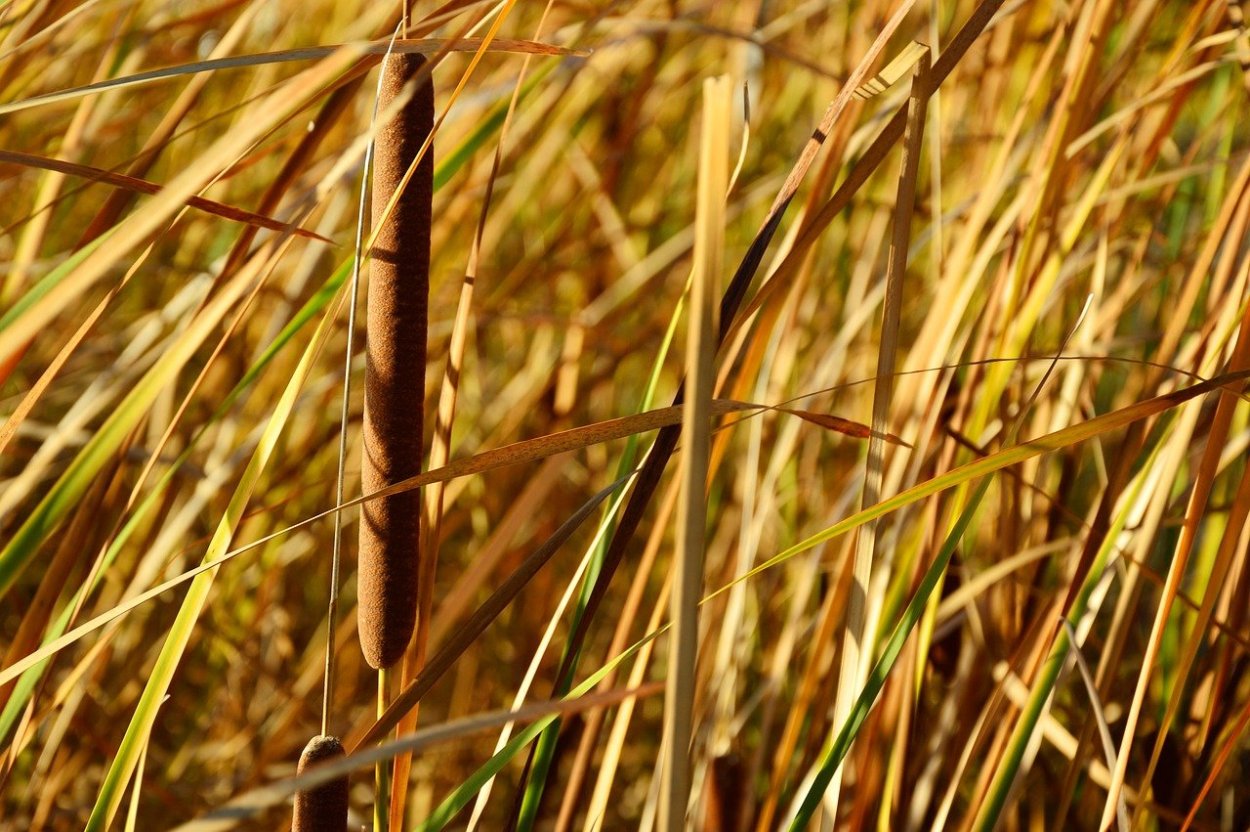 Рогоз широколистный (Typha latifolia)