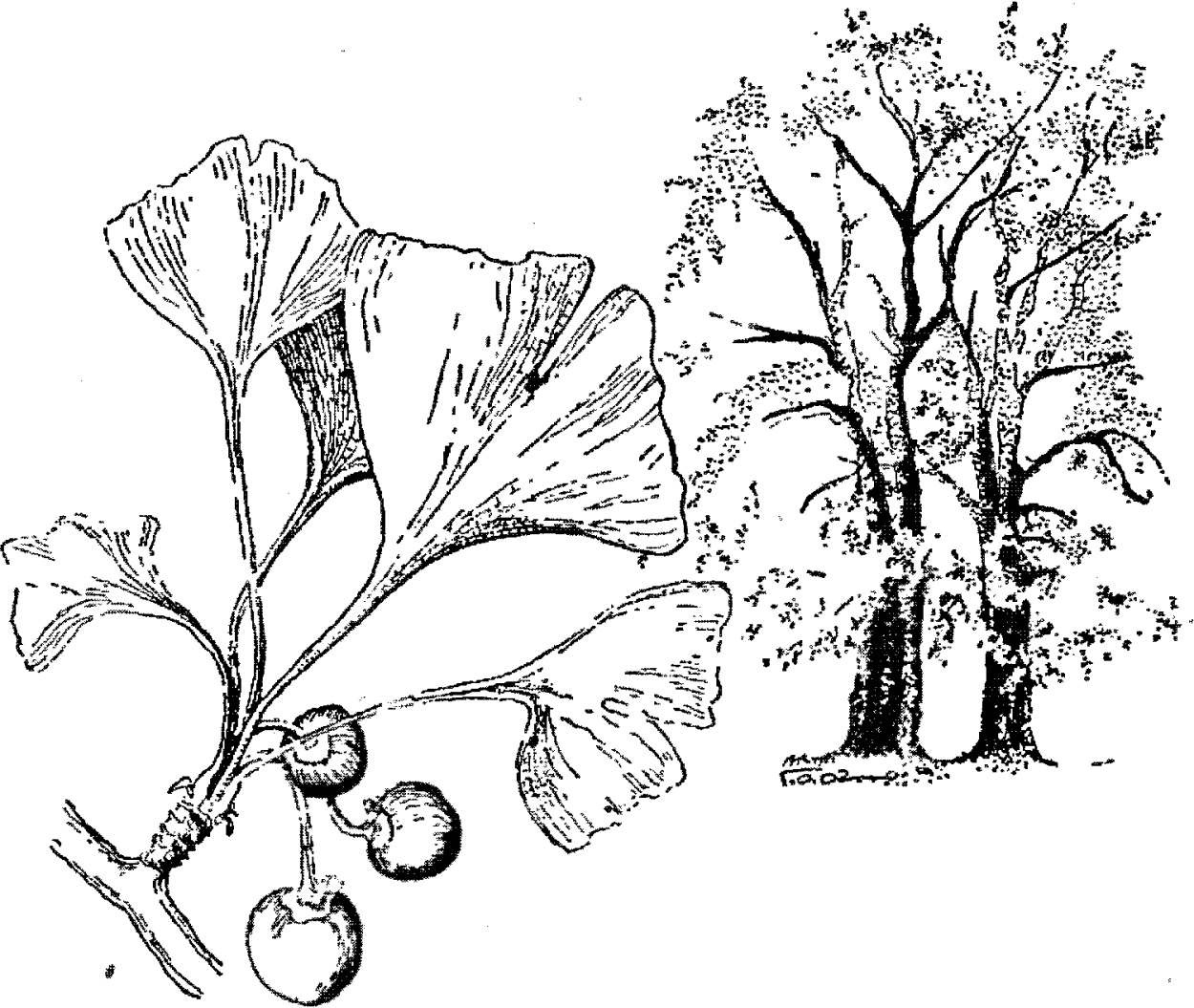 Гинкго билоба