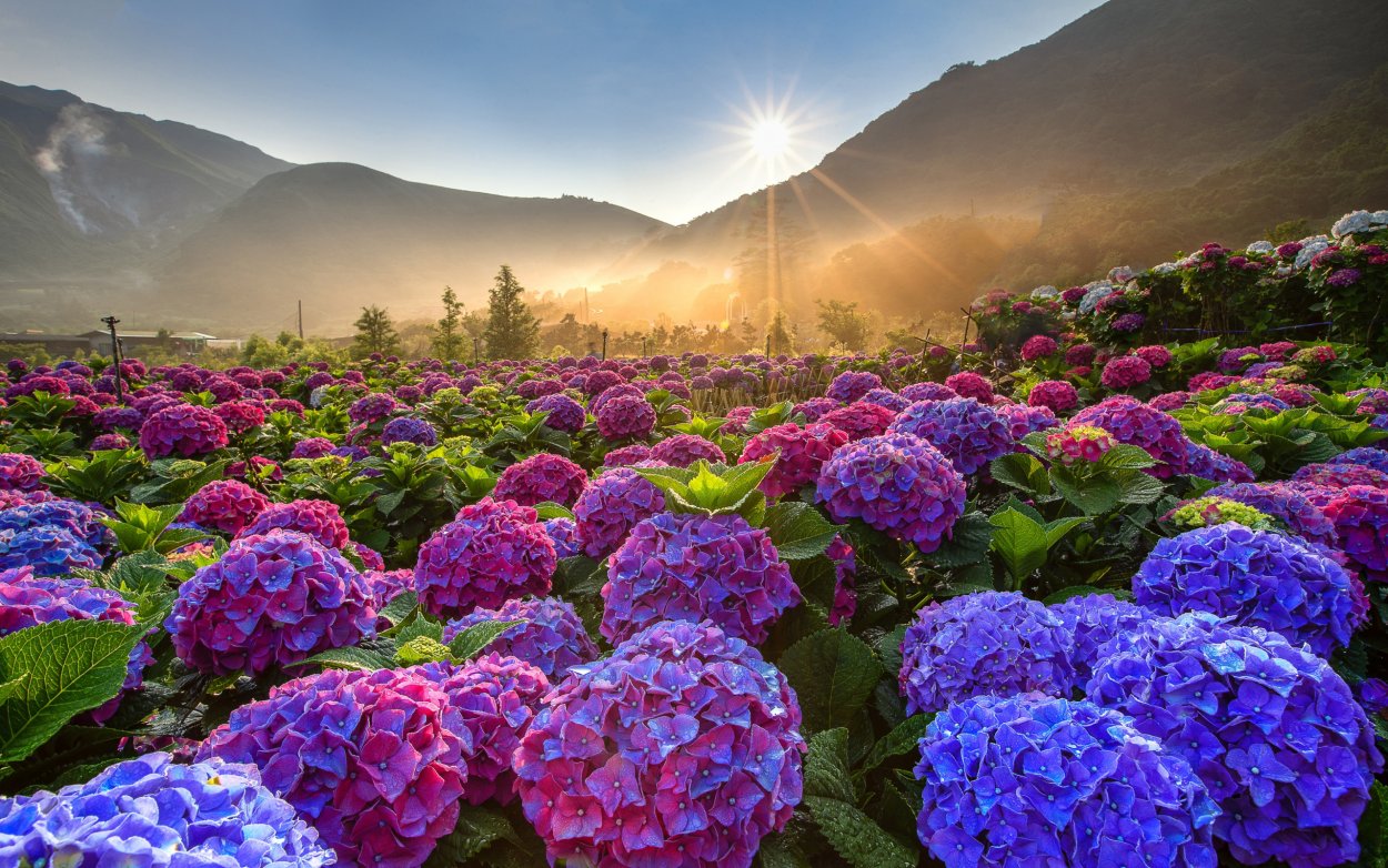 Лето природа