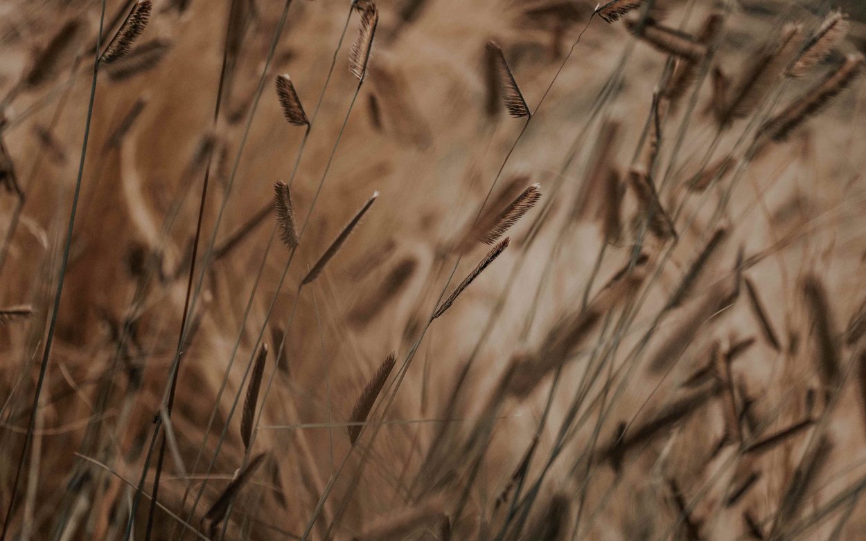 Камуфляж Mossy Oak Shadow grass Blades