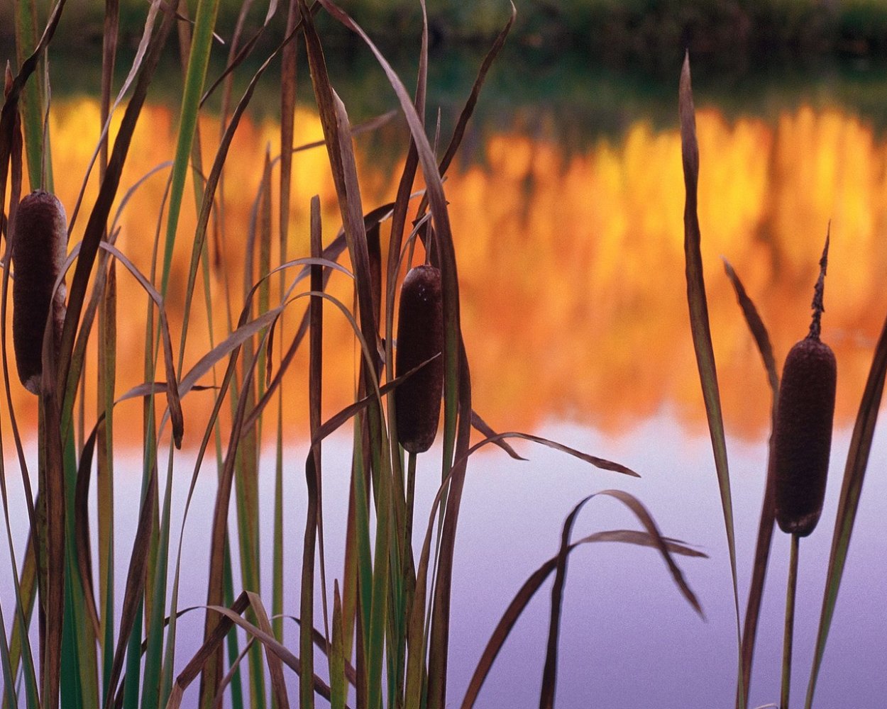 Рогоз цвелёва