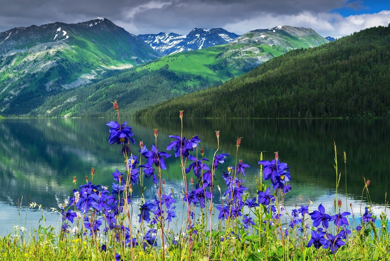 Полевые цветы