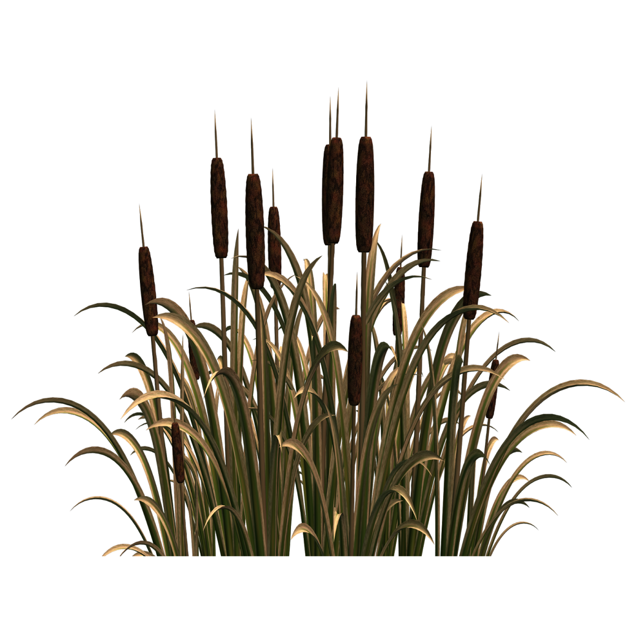 Камыш черносемянный