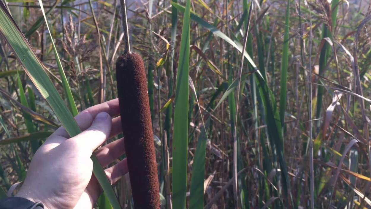 Рогоз, камыши, Ситник