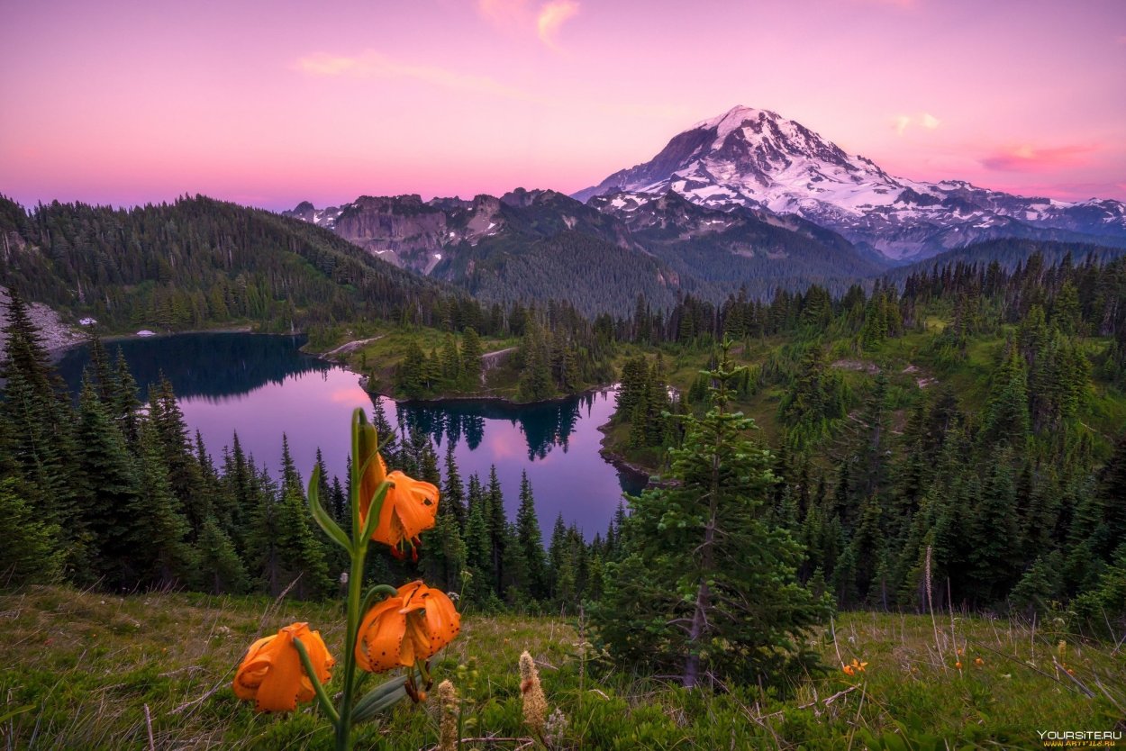 Красивые пейзажи с цветами
