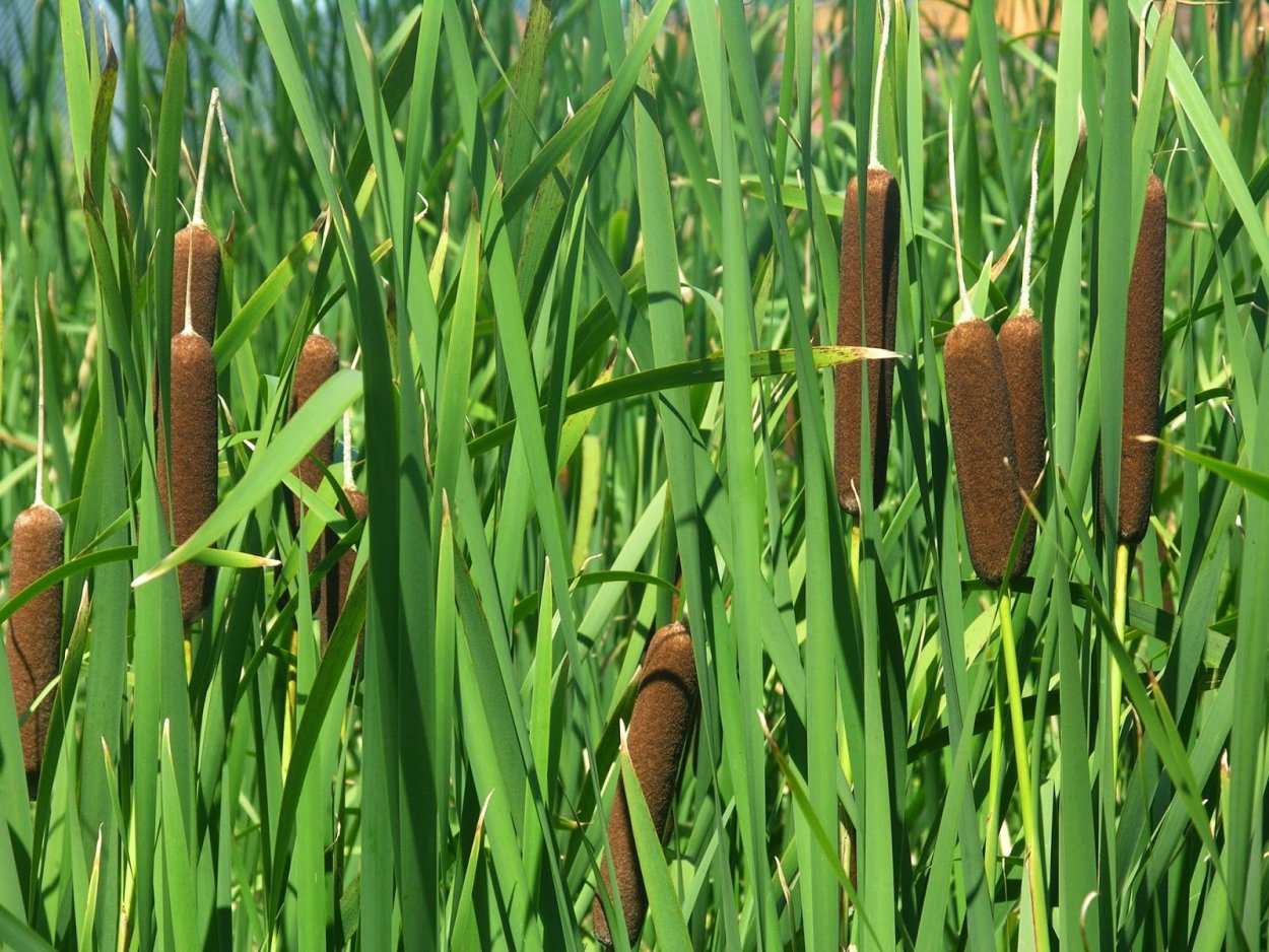 Рогоз узколистный (Typha angustifolia l.)