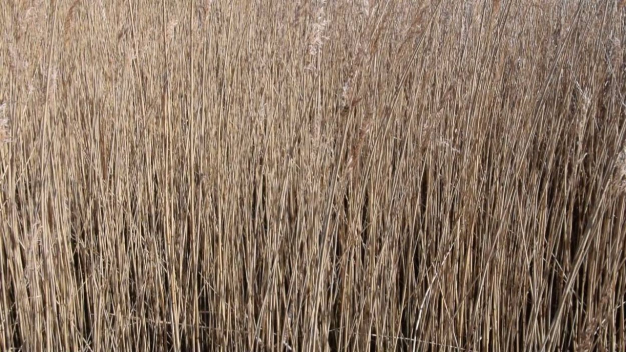 Рогоз Typha latifolia