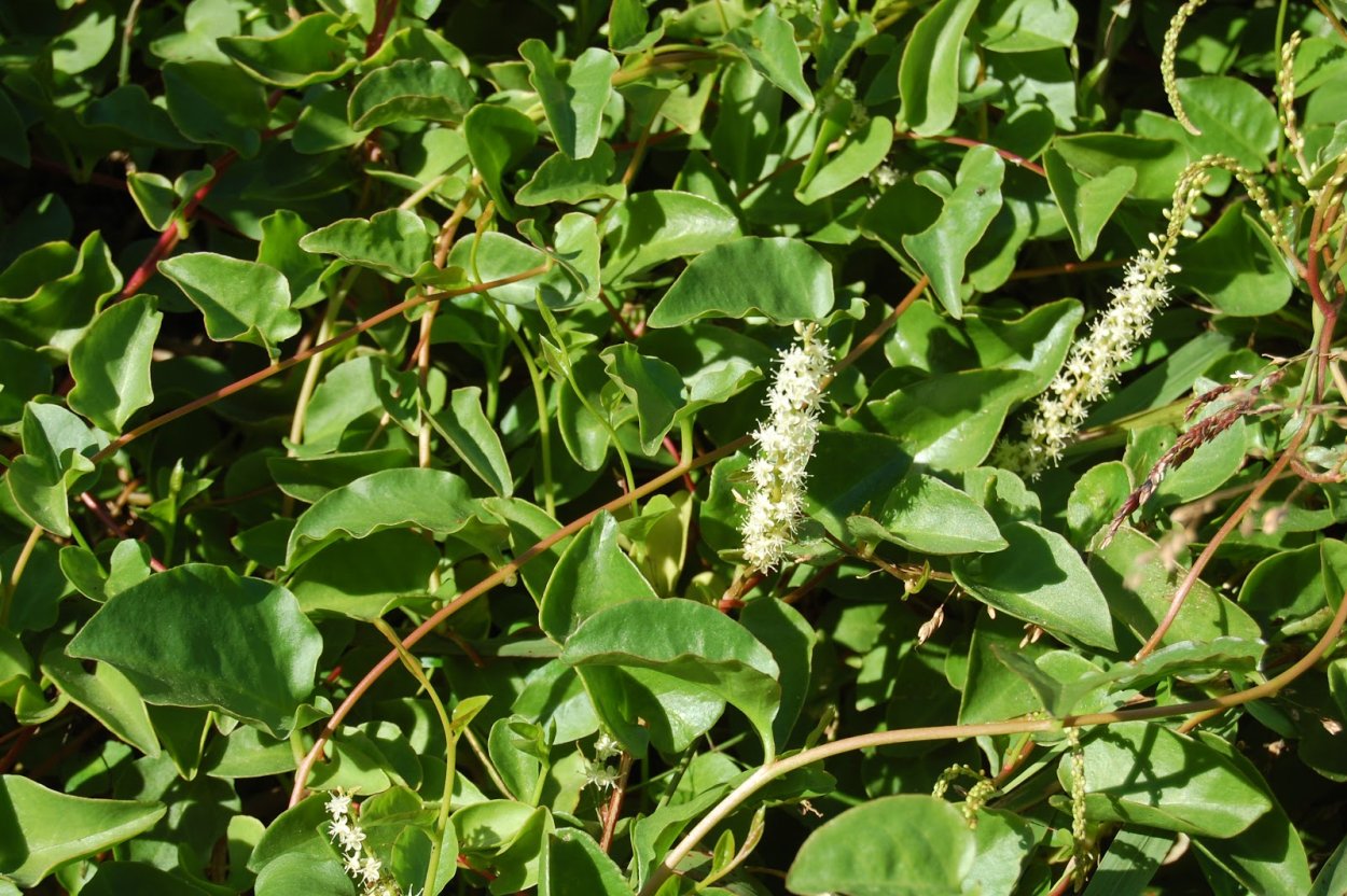 Лиана Буссенгольция