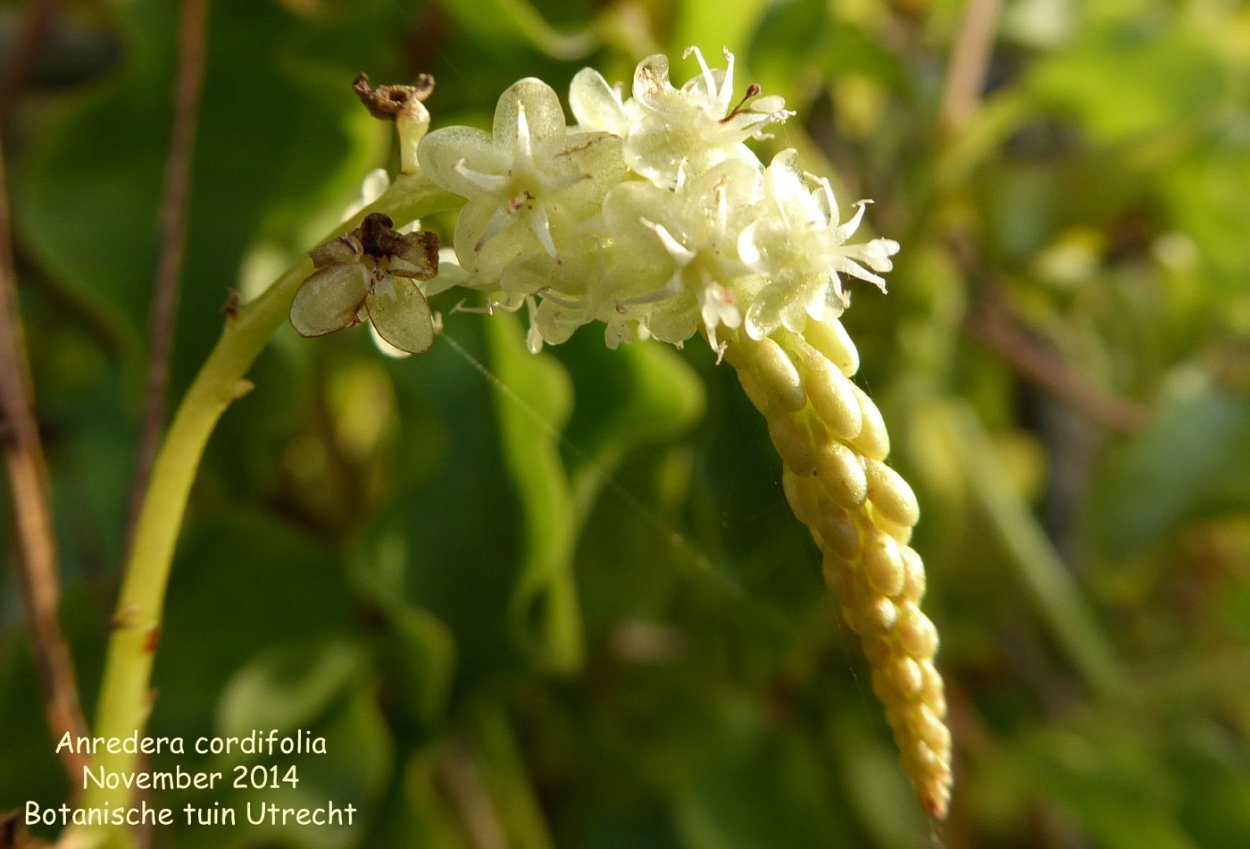 Анредера cordifolia