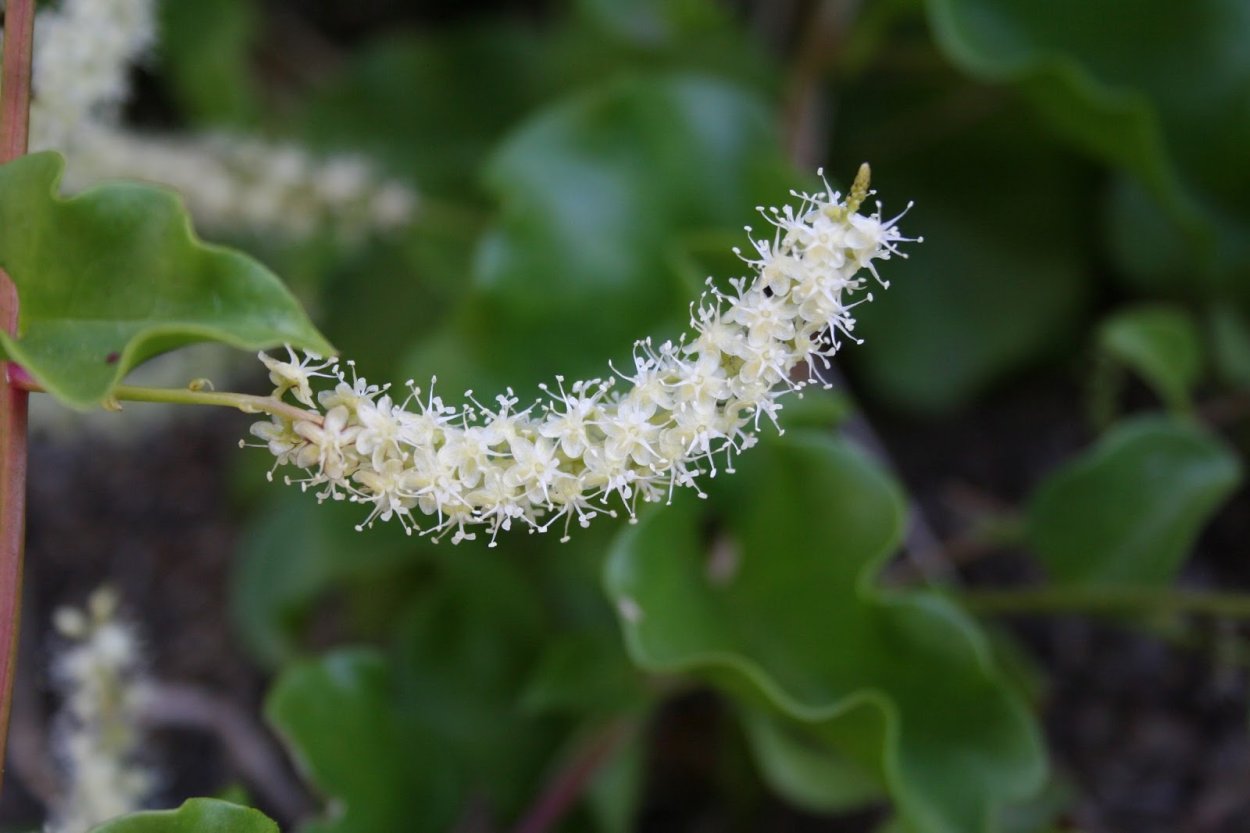 Лиана анредера