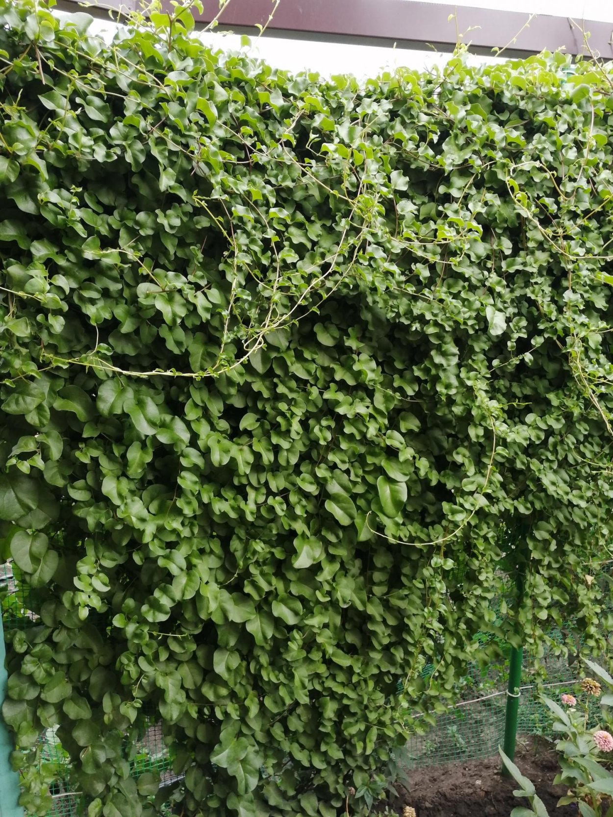 Anredera (Boussingaultia) cordifolia