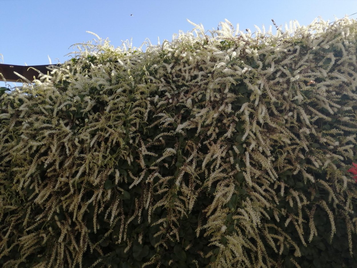 Кирказон Лиана крупнолистный