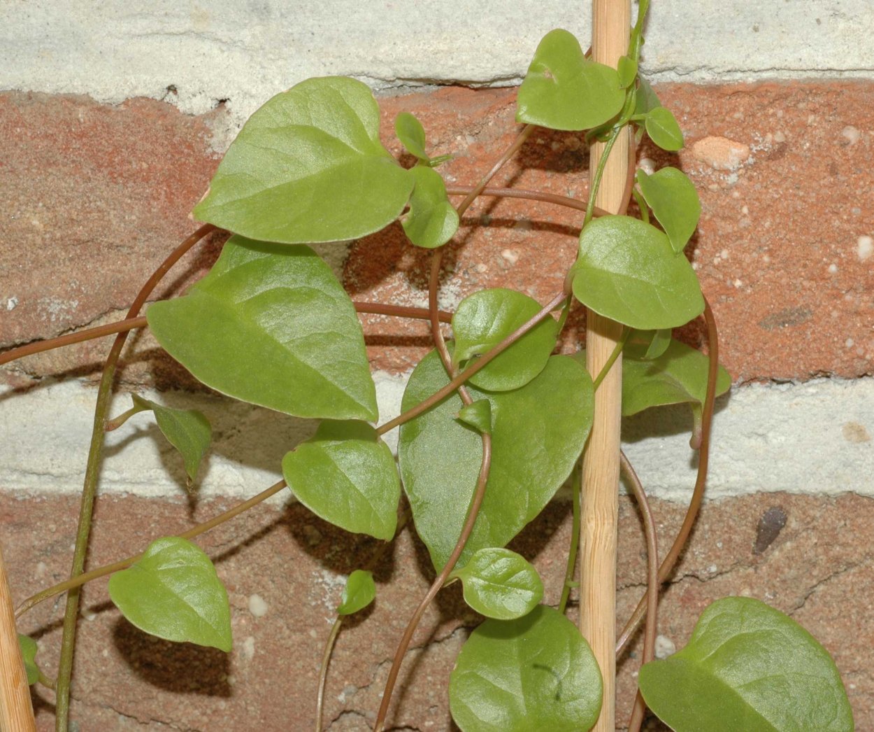 Анредера сердцелистная