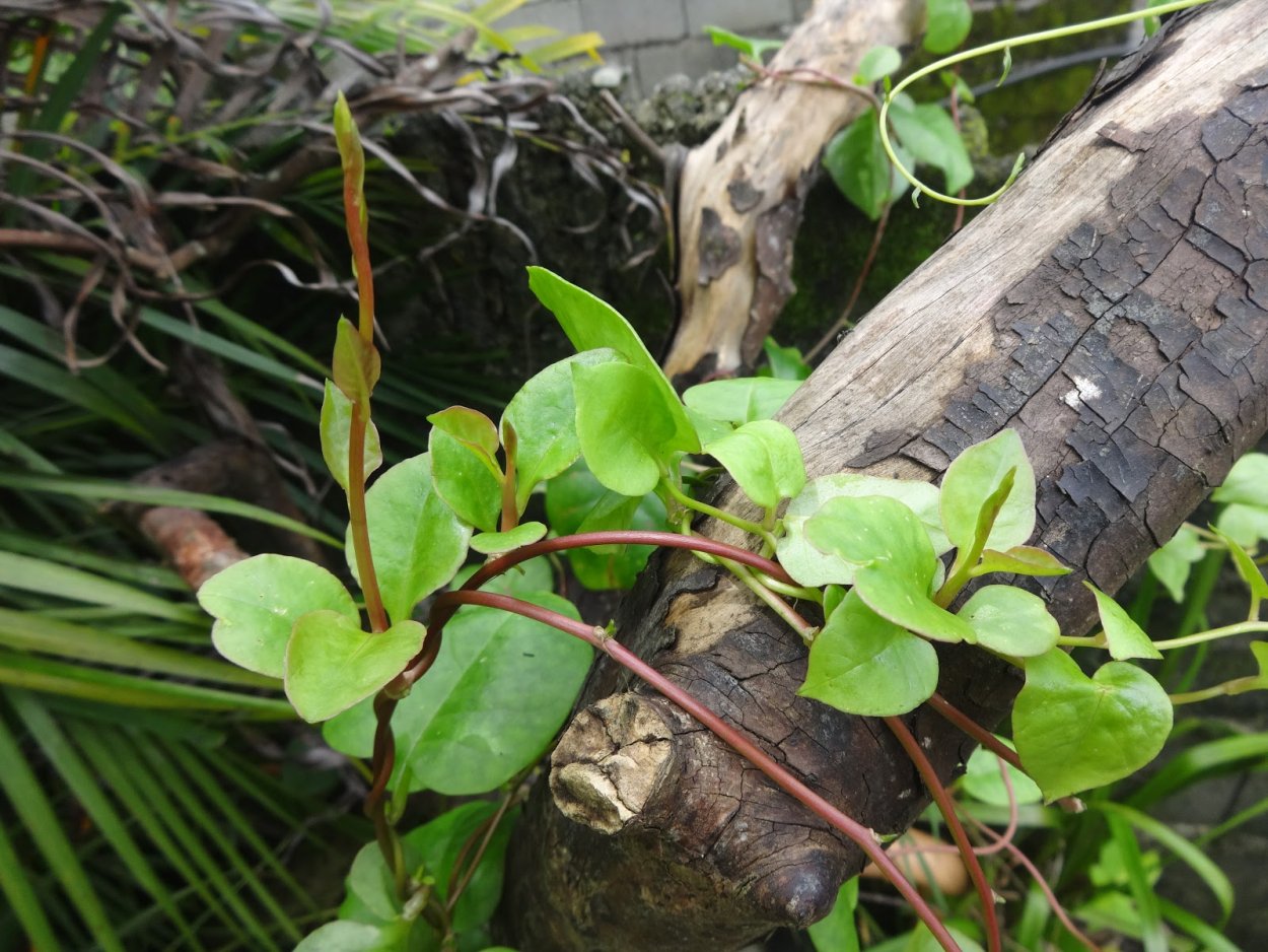 Растение Марена красильная