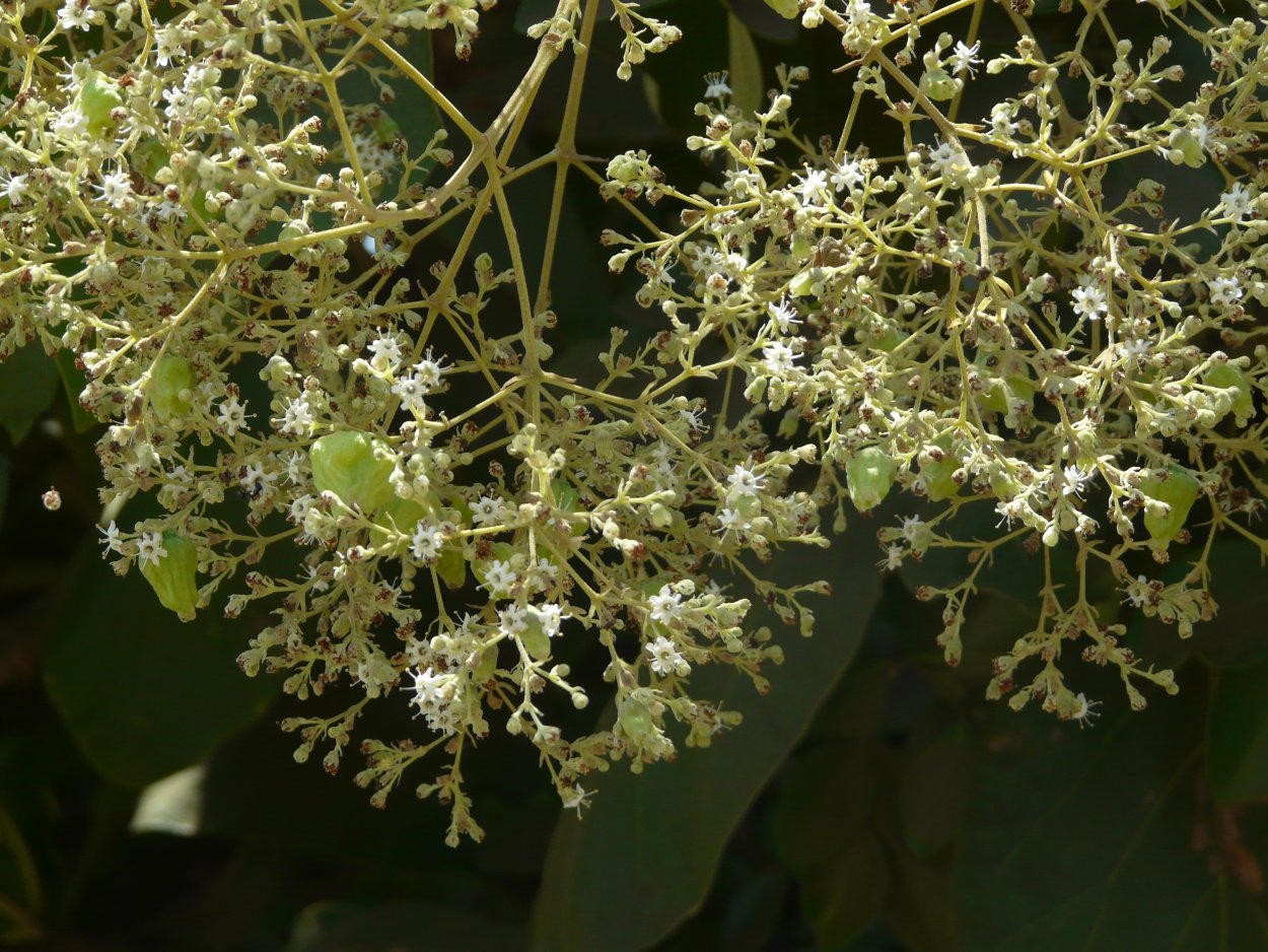 Дисхидия Джерри