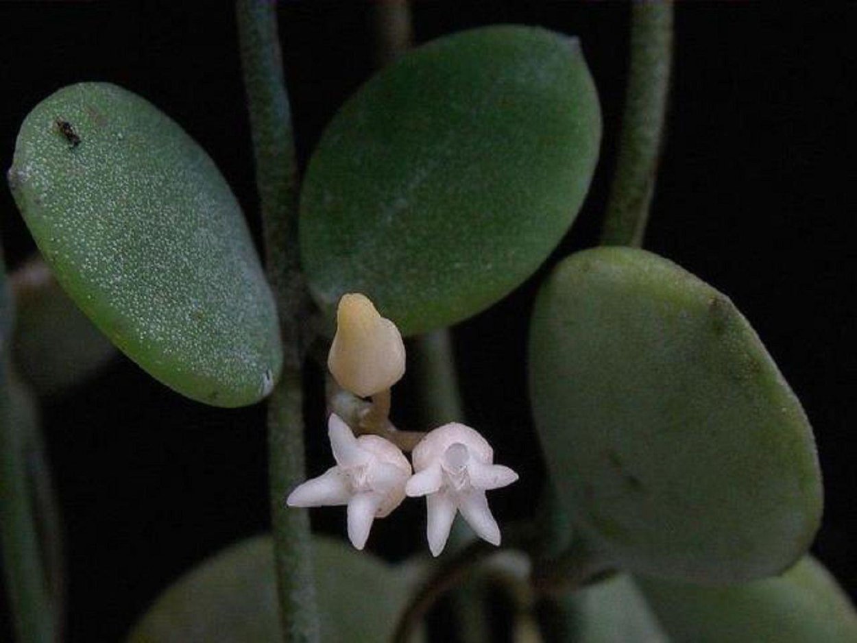 Циссус черенкуем