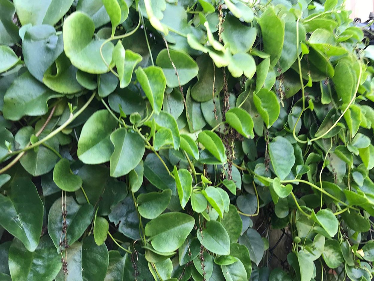 Буссенгольция базелловидная