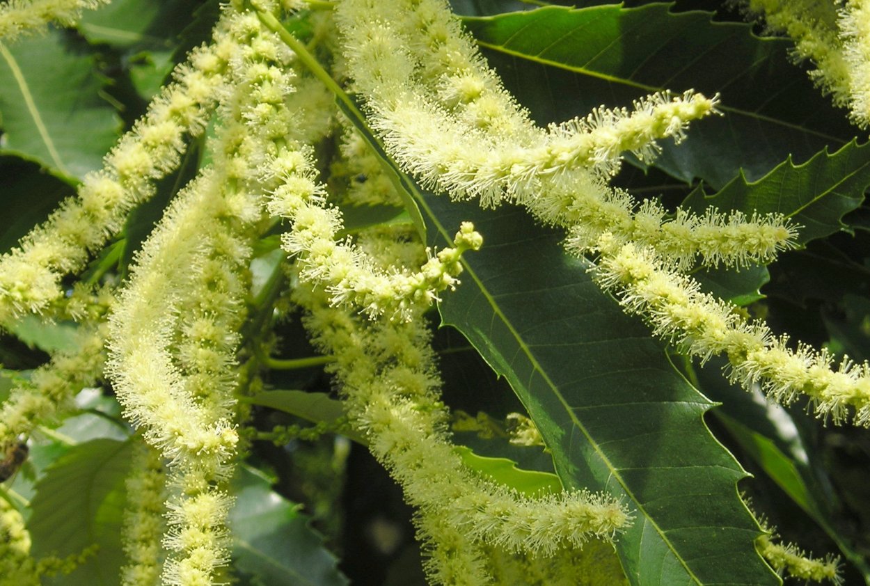 Церцис багряник