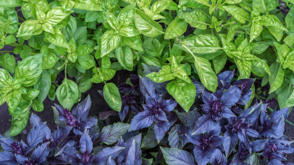 Базилик овощной Вайолет