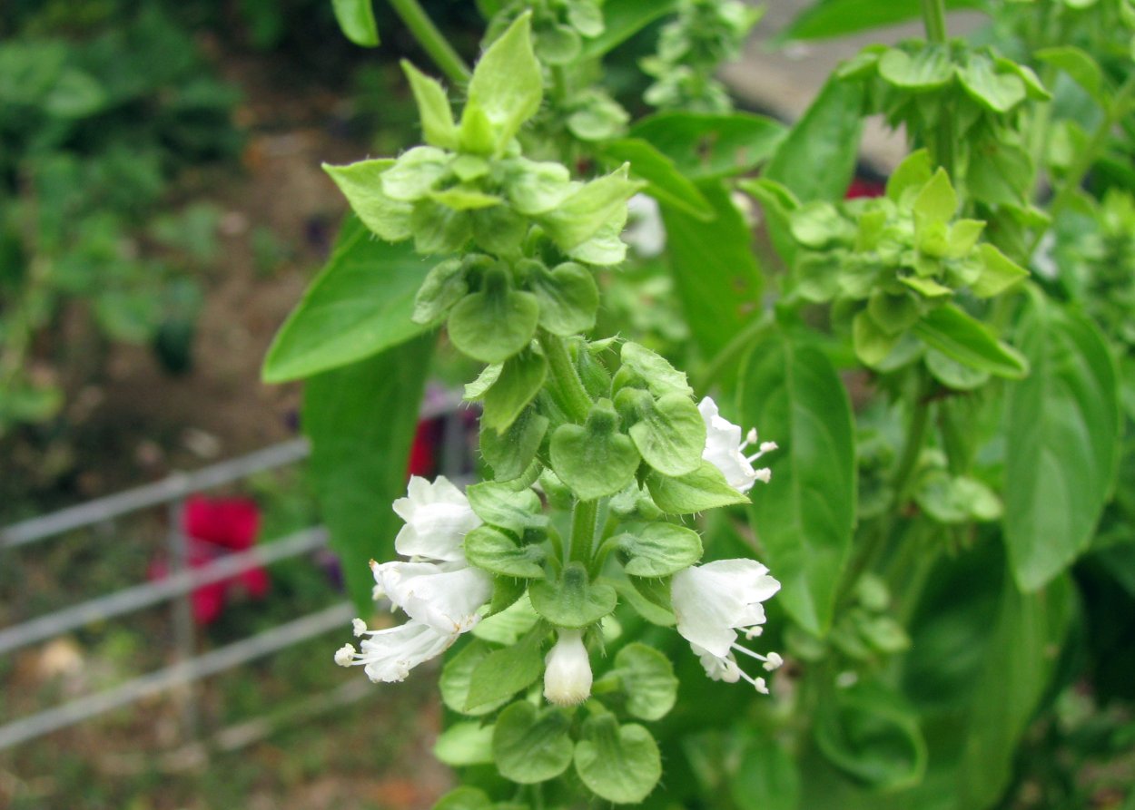 Базилик фиолетовый ред Рубин