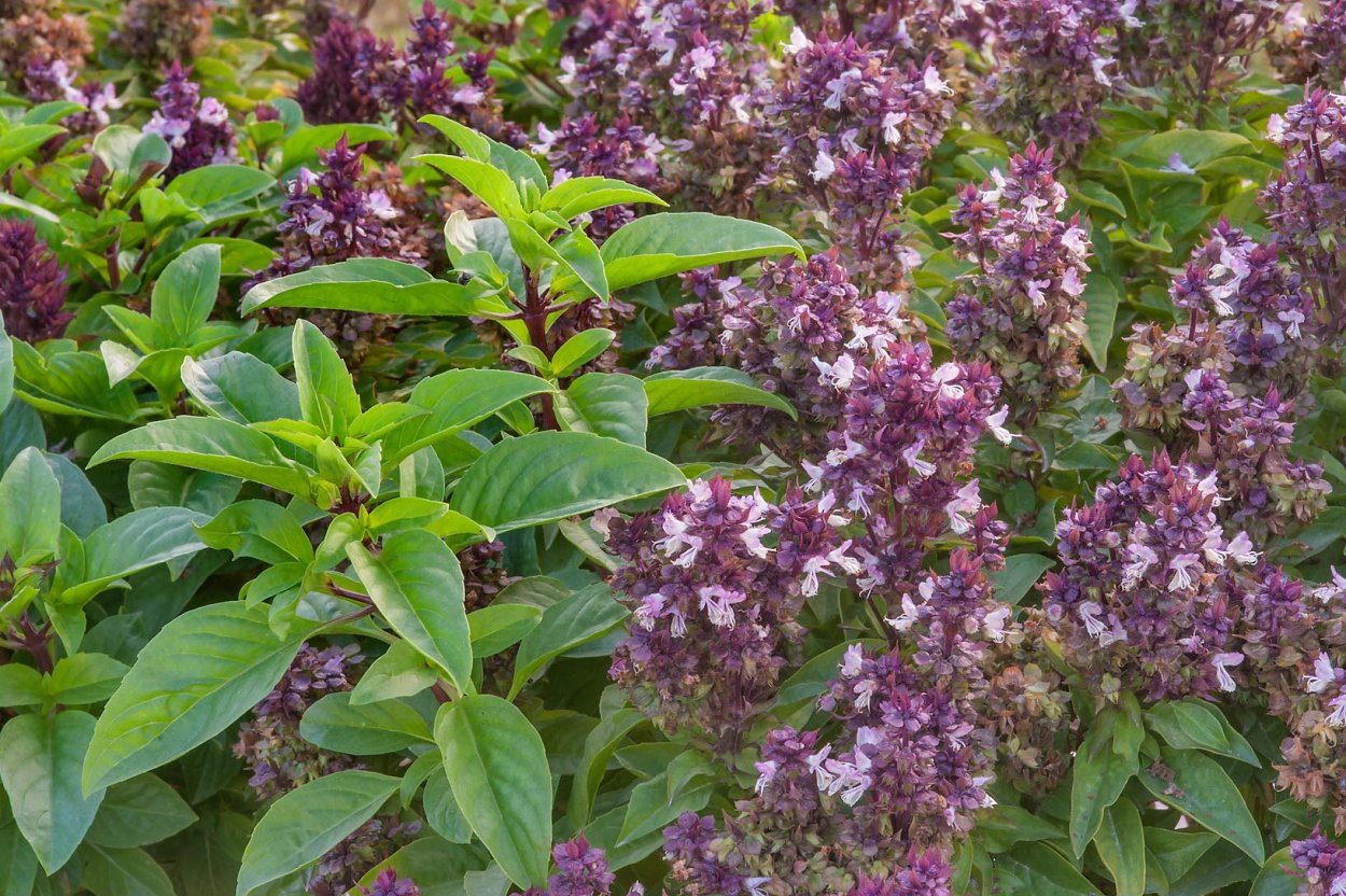 Базилик мятолистный камфорный