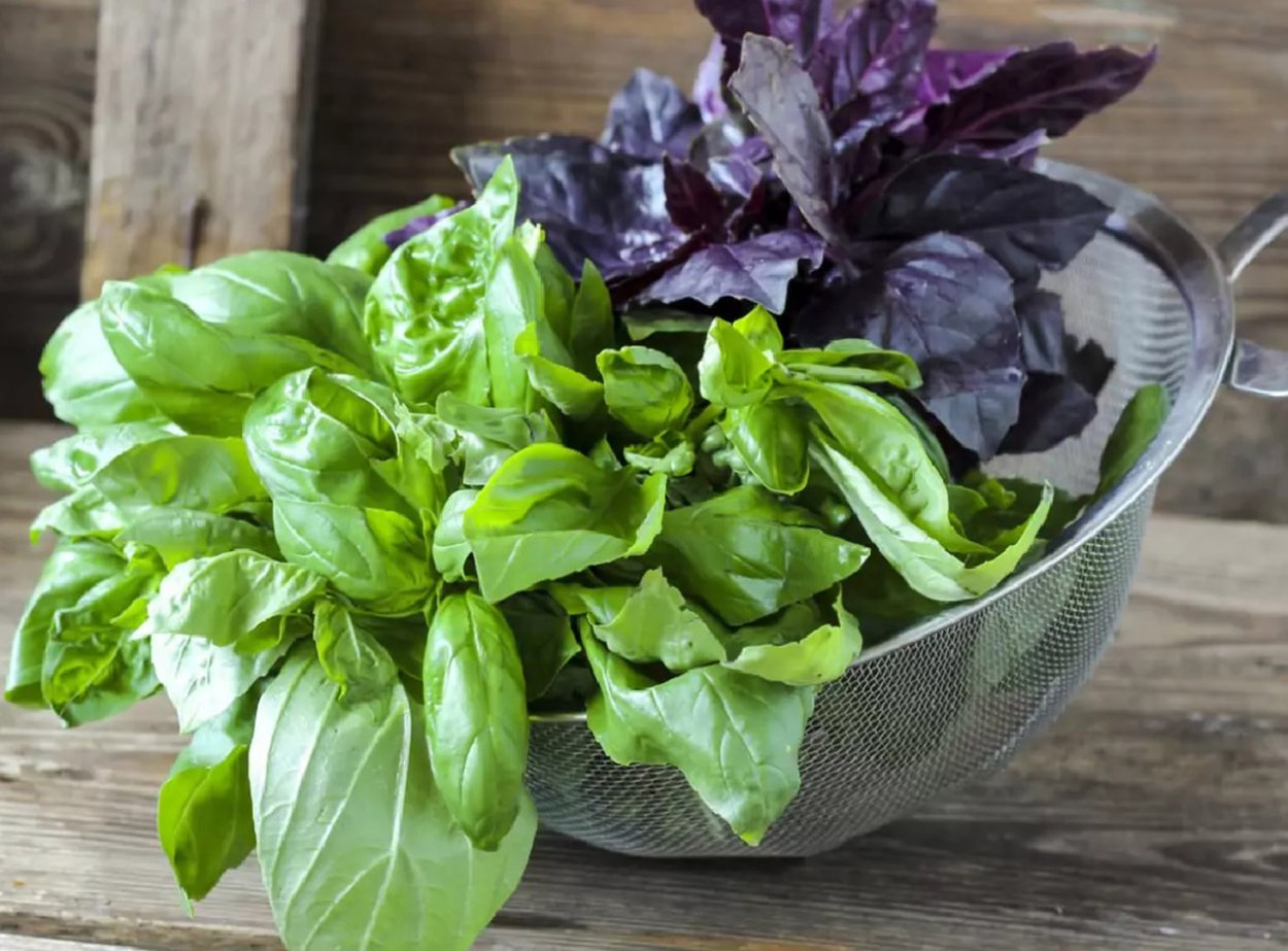 Орегано и базилик