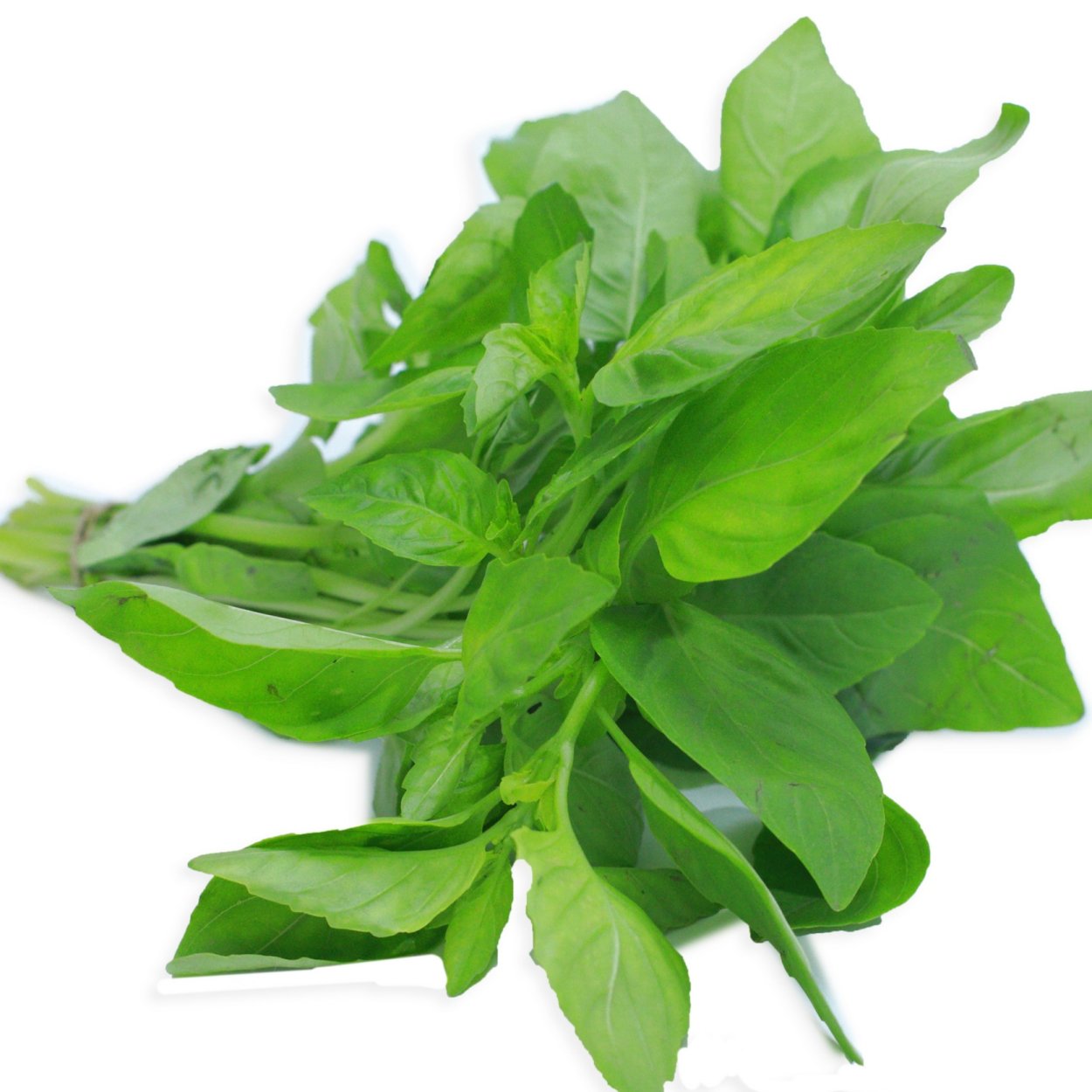 Базилик мятолистный