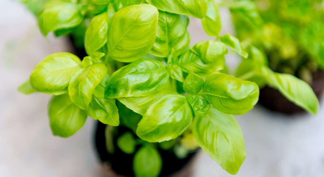 Базилик в горшочке маленький