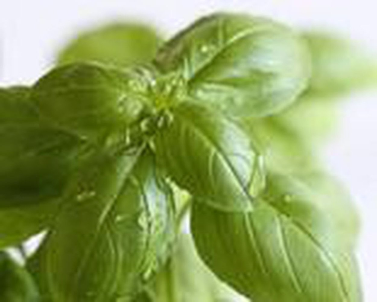 Базилик ростки