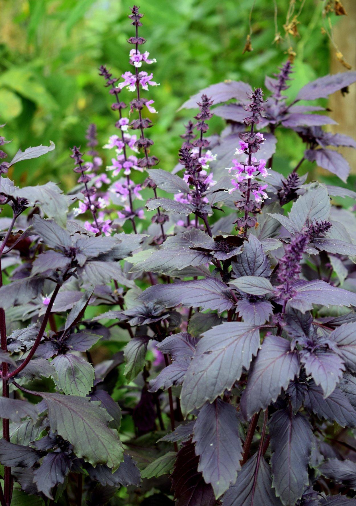 Базилик ред Рубин