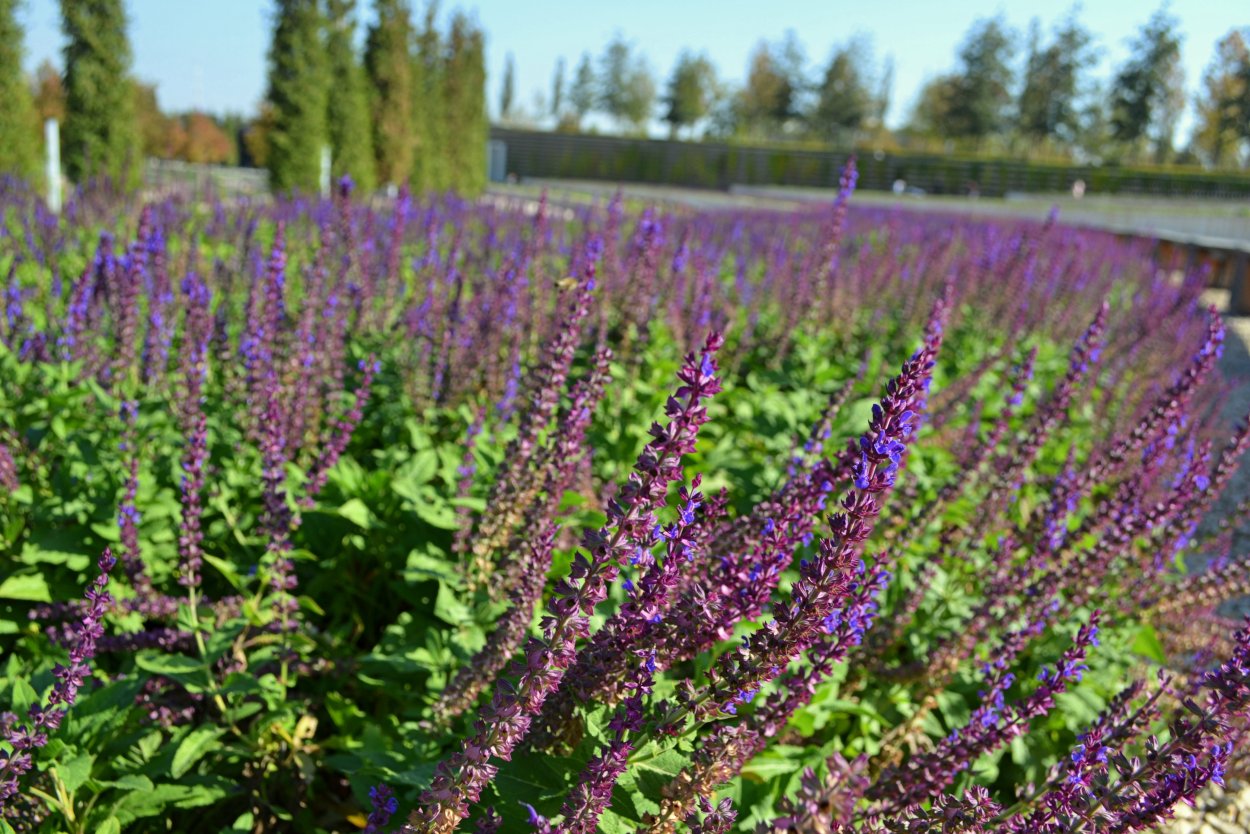 Базилик цитрусовый Фреш