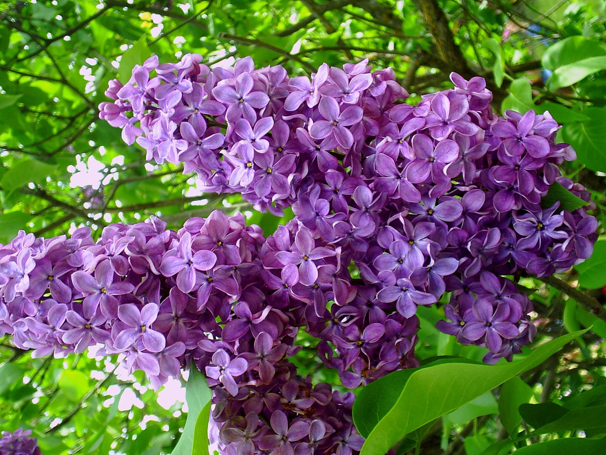 Базилик огородный