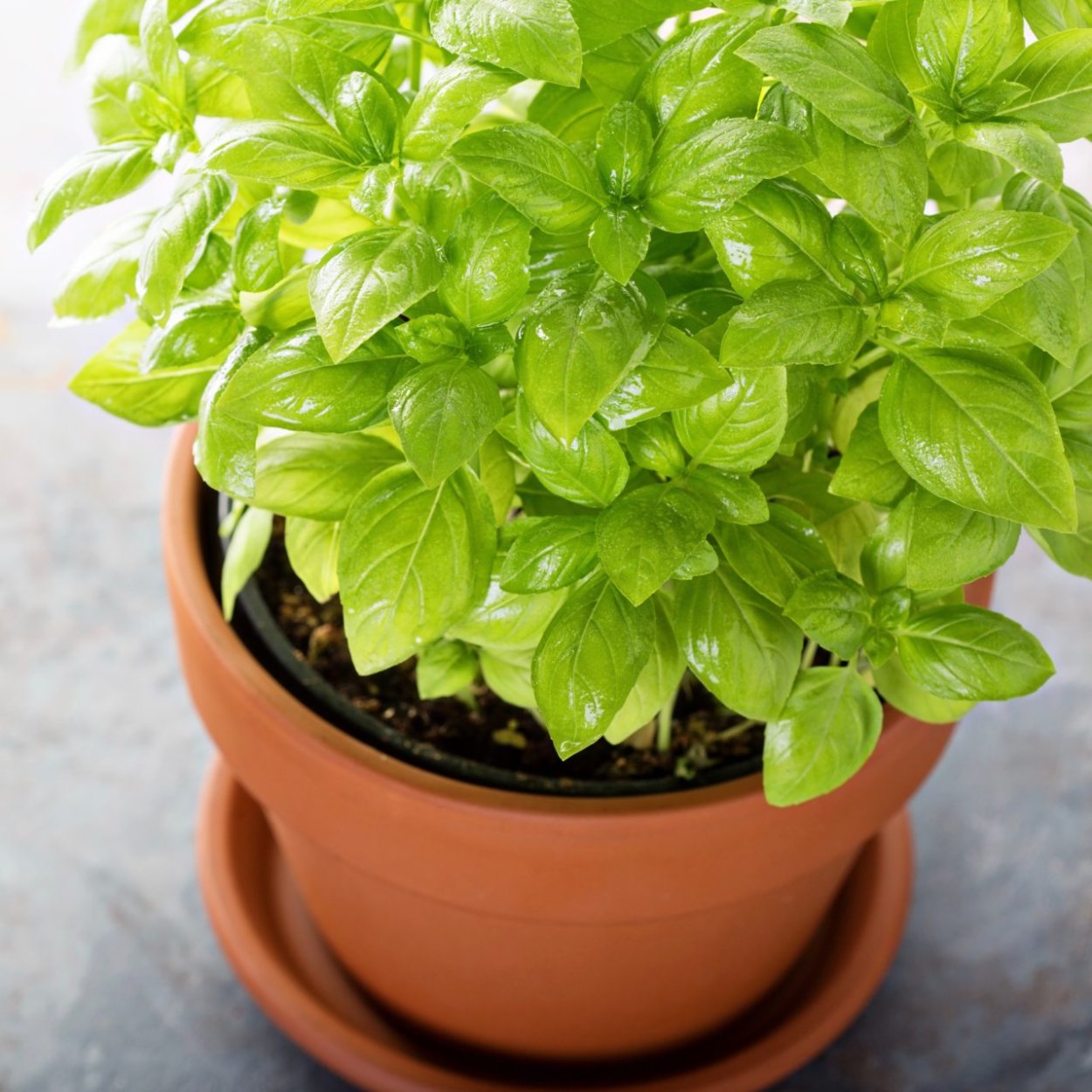 Базилик всходы